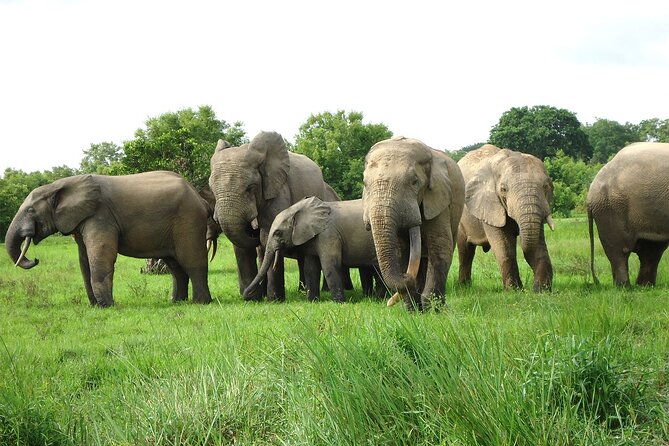 Private Multi-Day Ghana Tour about Culture History and Wildlife - 7 Days - Accra from the National Museum to Teshie