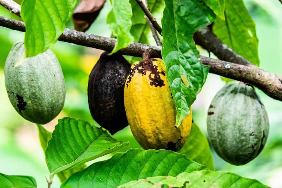 Visit Aburi Garden, Tetteh Quarshie Cocoa Farm & Waterfall - Key points to know before booking