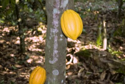 Visit Aburi Garden, Tetteh Quarshie Cocoa Farm & Waterfall