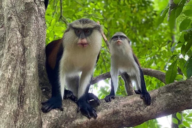 Wli Waterfall and Tafi Atome Monkey Sanctuary Tour - The Wli Waterfall walk takes real effort