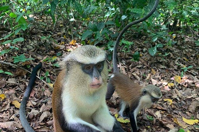 Wli Waterfall and Tafi Atome Monkey Sanctuary Tour - What to pack for the day