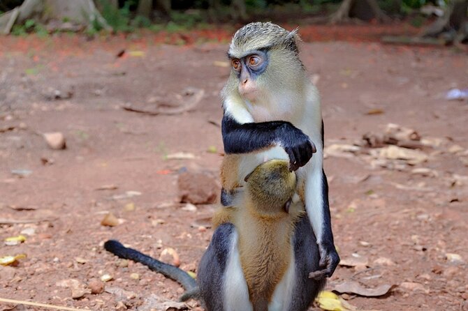 Wli Waterfall and Tafi Atome Monkey Sanctuary Tour - Who will enjoy this Ghana day trip?