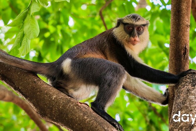 Wli Waterfall and Tafi Atome Monkey Sanctuary Tour - Tafi Atome brings wildlife and community together